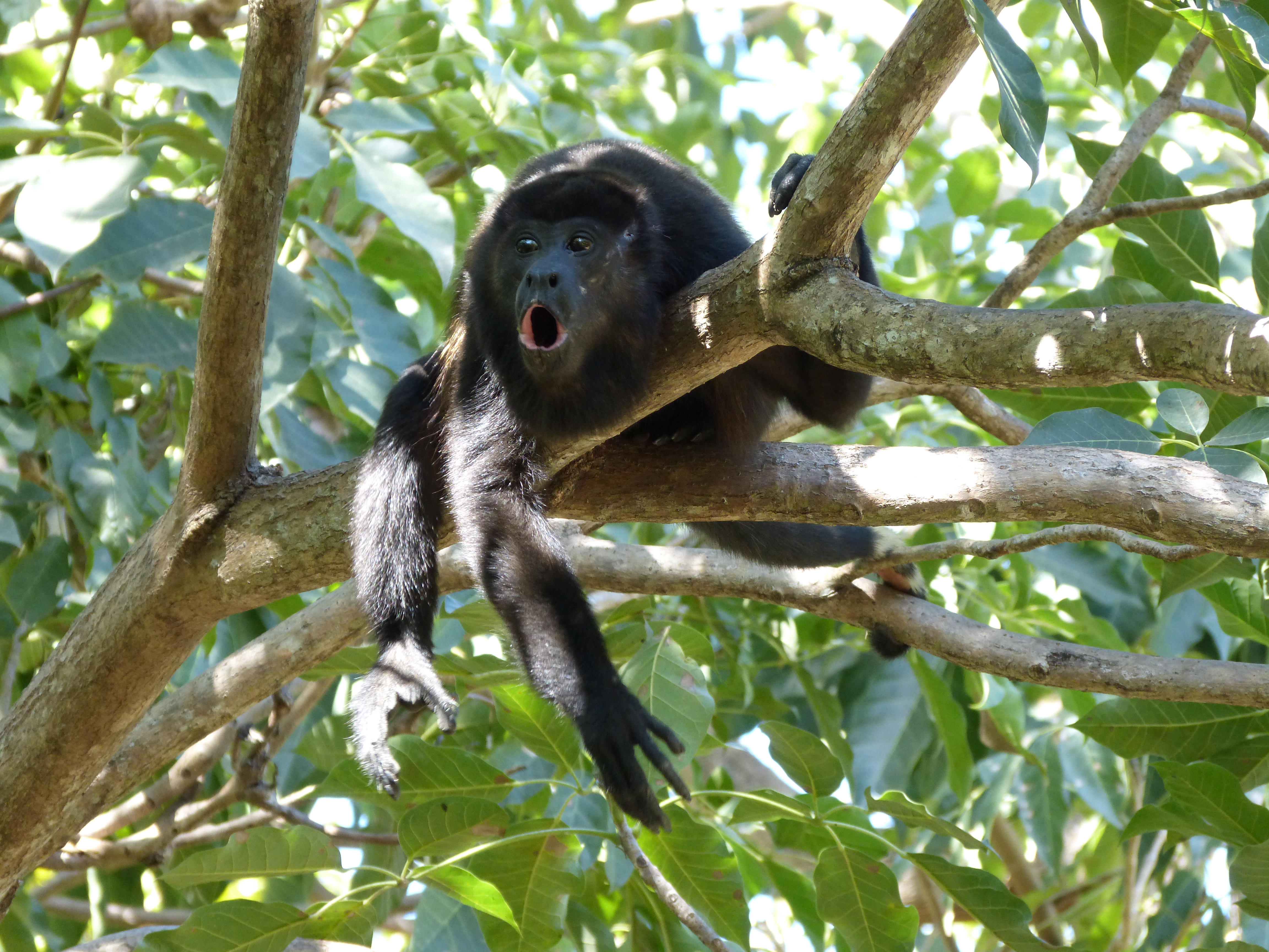 costa rica, singe hurleur